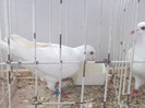 2012-10-28-532
