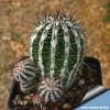 Echinopsis_cv_hakujo