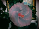 Hibiscus Tylene