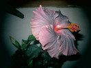 Hibiscus Tylene