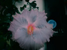 Ultia floare de hibiscusTylene