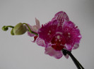 DSCN0208