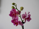 DSCN0209