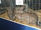 DSCF0647