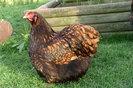 huhn04