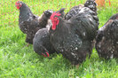 huhn09