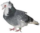 35.Porumbel Urias de Salonta