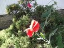 DSCF5493
