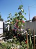 DSCF5497