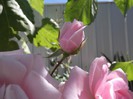 DSCF5521
