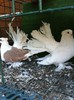IMG_0597