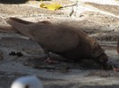 IMG_1931