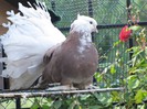 IMG_1948