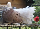 IMG_1953