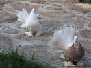 IMG_1971