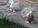 IMG_1973