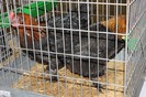 IMG_4968