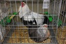 IMG_4977