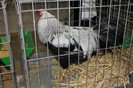 IMG_4978