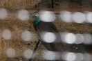 IMG_4982