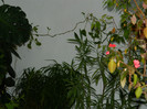DSCN3286
