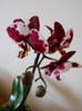 DSCN0221