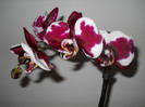 DSCN0230