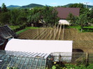 Dupa plantare