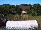 Dupa plantare