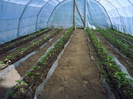 Dupa plantare