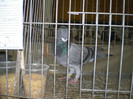P1010061