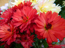 DSCN2474