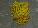 DSCN2476