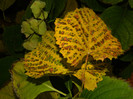 DSCN2477