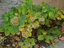 DSCN2480