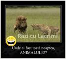 "ANIMALULE"