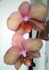Phalaenopsis Venetian Peach Delight