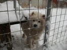 fericit ca ninge