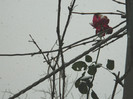 DSCN3296