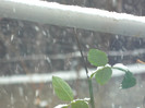 DSCN3298