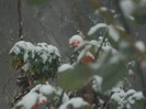 DSCN3303
