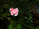 DSCN3322