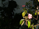 DSCN3323