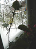 DSCN3341