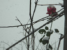 DSCN3366