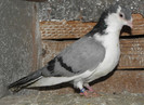 15g.m(2012)