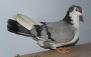 16g.m(2012)