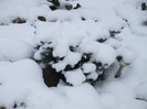 DSCF3616