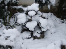 DSCF3631