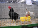 DSCN4015